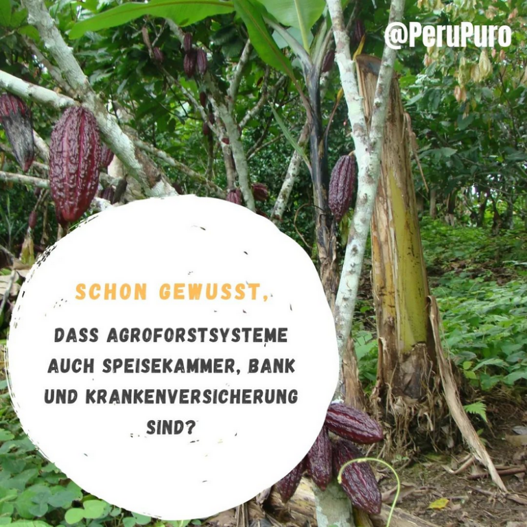 Kakao Agroforstsysteme