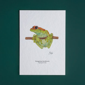 Neongrüner Laubfrosch
Hyla punctata