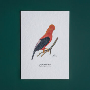 Andenfelsenhahn
Bradypus variegatus