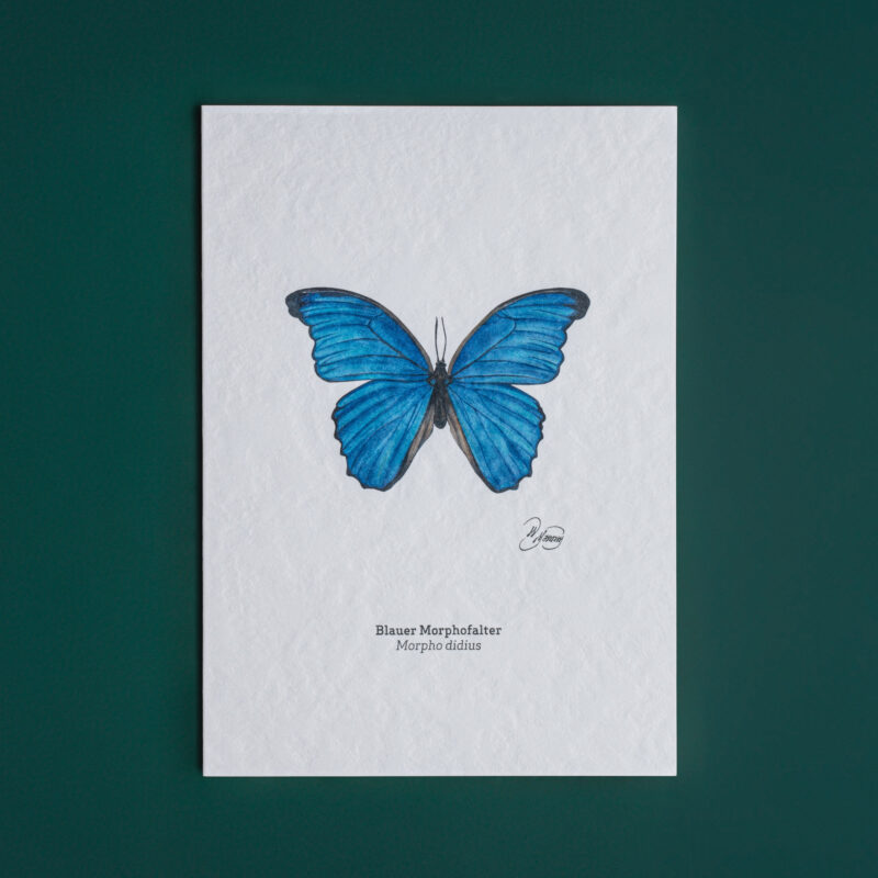 Blauer Morphofalter Morpho didius