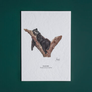 Andenbär
Tremarctos ornatus