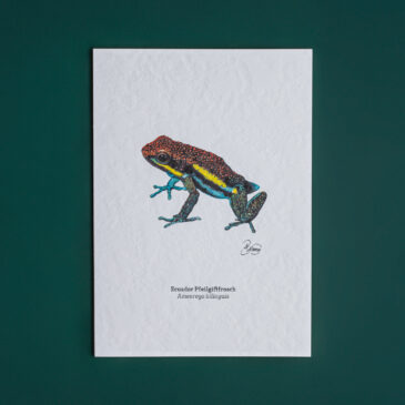 Ecuador Pfeilgiftfrosch
Ameerega bilinguis