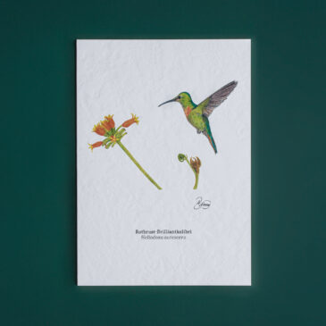 Rotbrust-Brilliantkolibri
(Heliodoxa aurescens)